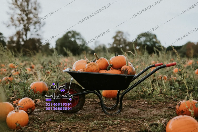 بک گراندفضای باز با فرغون تم هالوین دخترانه پسرانه کد IBD-8342